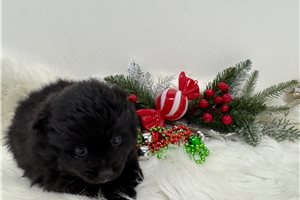 Flora - Pomeranian for sale