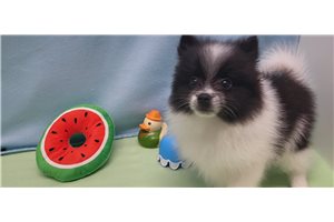 Mickey - Pomeranian for sale