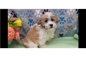 Herald - Shichon for sale