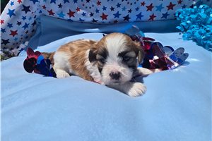 Herald - Shichon for sale