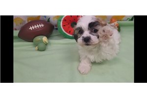 Henry - Shichon for sale