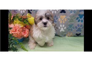 Henry - Shichon for sale