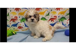 Henry - Shichon for sale