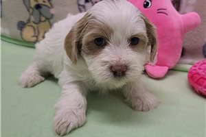 Mckenzie - Shichon for sale