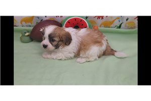 Herald - Shichon for sale