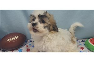 Henry - Shichon for sale