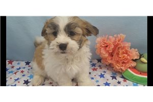 Herald - Shichon for sale