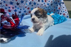 Henry - puppy for sale