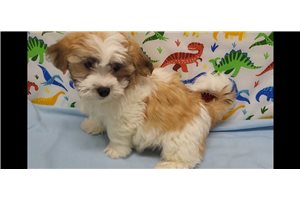 Herald - Shichon for sale