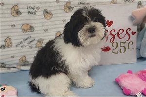 Champ - Shichon for sale