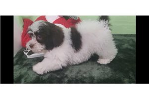 Coco - puppy for sale