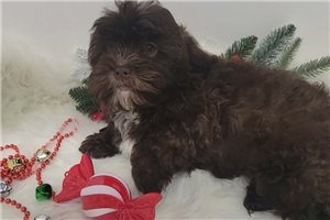 Kisses - Shih-Poo - Shihpoo for sale