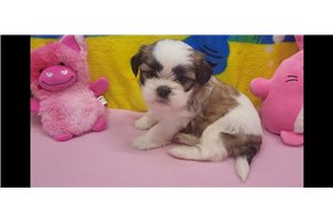 Trinity - Shih Tzu for sale