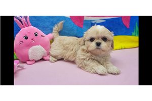 Trinket - Shih Tzu for sale