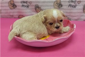 Trinket - Shih Tzu for sale