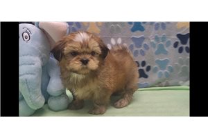 Tino - Shih Tzu for sale