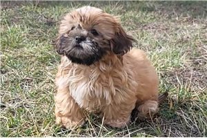Fletcher - Shih Tzu for sale