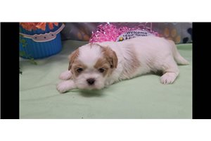 Trinity - Shih Tzu for sale