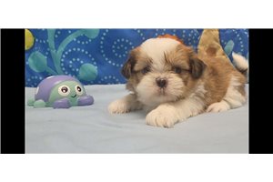 Tuscan - Shih Tzu for sale