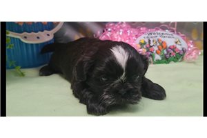 Trisha - Shih Tzu for sale