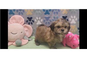 Tully - Shih Tzu for sale
