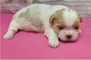 Trinity - puppy for sale