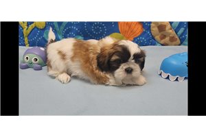 Toby - Shih Tzu for sale