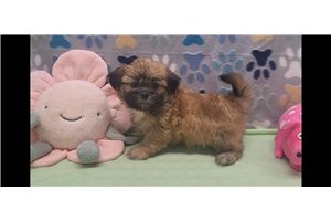 Truly - Shih Tzu for sale