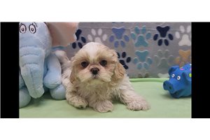 Toshi - Shih Tzu for sale