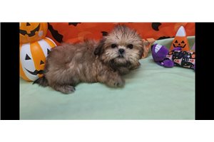 Tully - Shih Tzu for sale