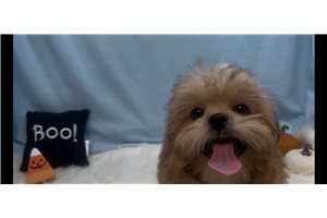 Tino - Shih Tzu for sale