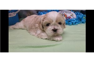Toshi - Shih Tzu for sale