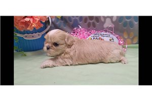 Trinket - Shih Tzu for sale