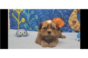 Tino - Shih Tzu for sale