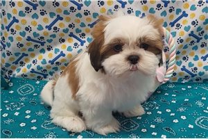 Finnegan - puppy for sale