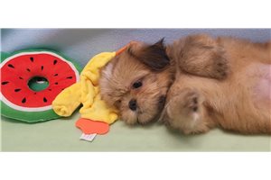Tino - Shih Tzu for sale