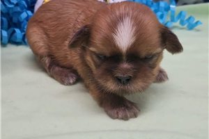 Tino - Shih Tzu for sale