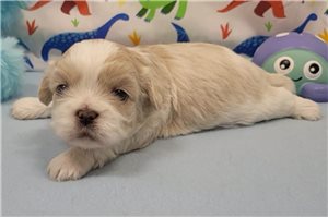 Toshi - puppy for sale