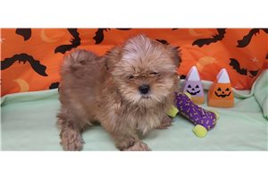 Tino - Shih Tzu for sale