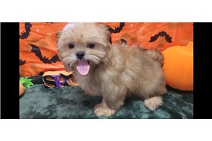 Tino - Shih Tzu for sale