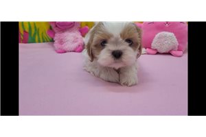 Trinity - Shih Tzu for sale