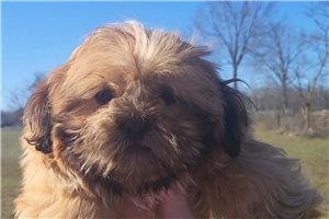 Fletcher - Shih Tzu for sale