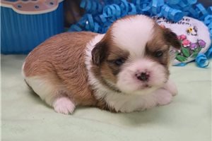 Tuscan - puppy for sale