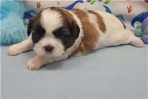Toby - puppy for sale