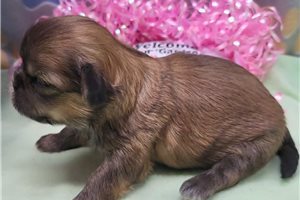 Tully - Shih Tzu for sale