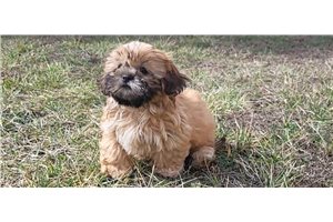 Fletcher - Shih Tzu for sale