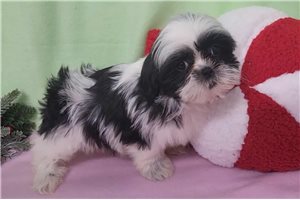 Delilah - Shih Tzu for sale