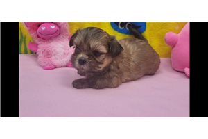 Tully - Shih Tzu for sale