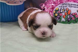 Totti - Shih Tzu for sale