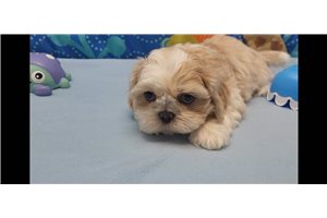 Toshi - Shih Tzu for sale
